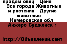  продам овец › Цена ­ 100 - Все города Животные и растения » Другие животные   . Кемеровская обл.,Анжеро-Судженск г.